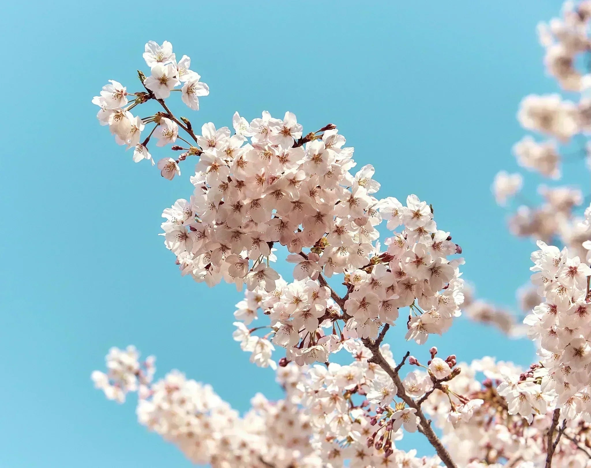 Happy Hanami.