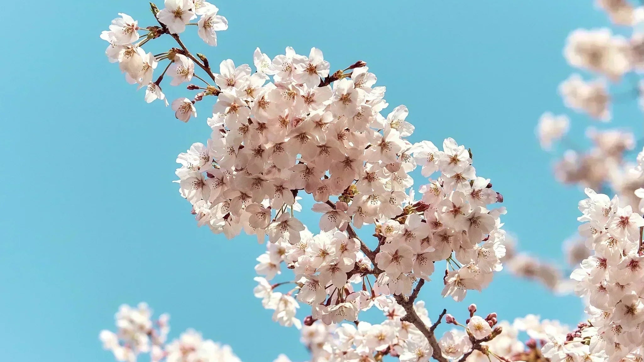 Happy Hanami.