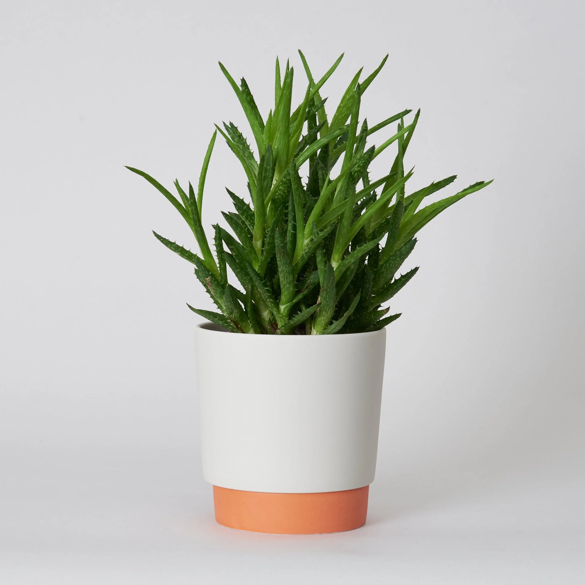 ground_grip Übertopf Orange M-Shinzangama Yamatsu-Tokoro