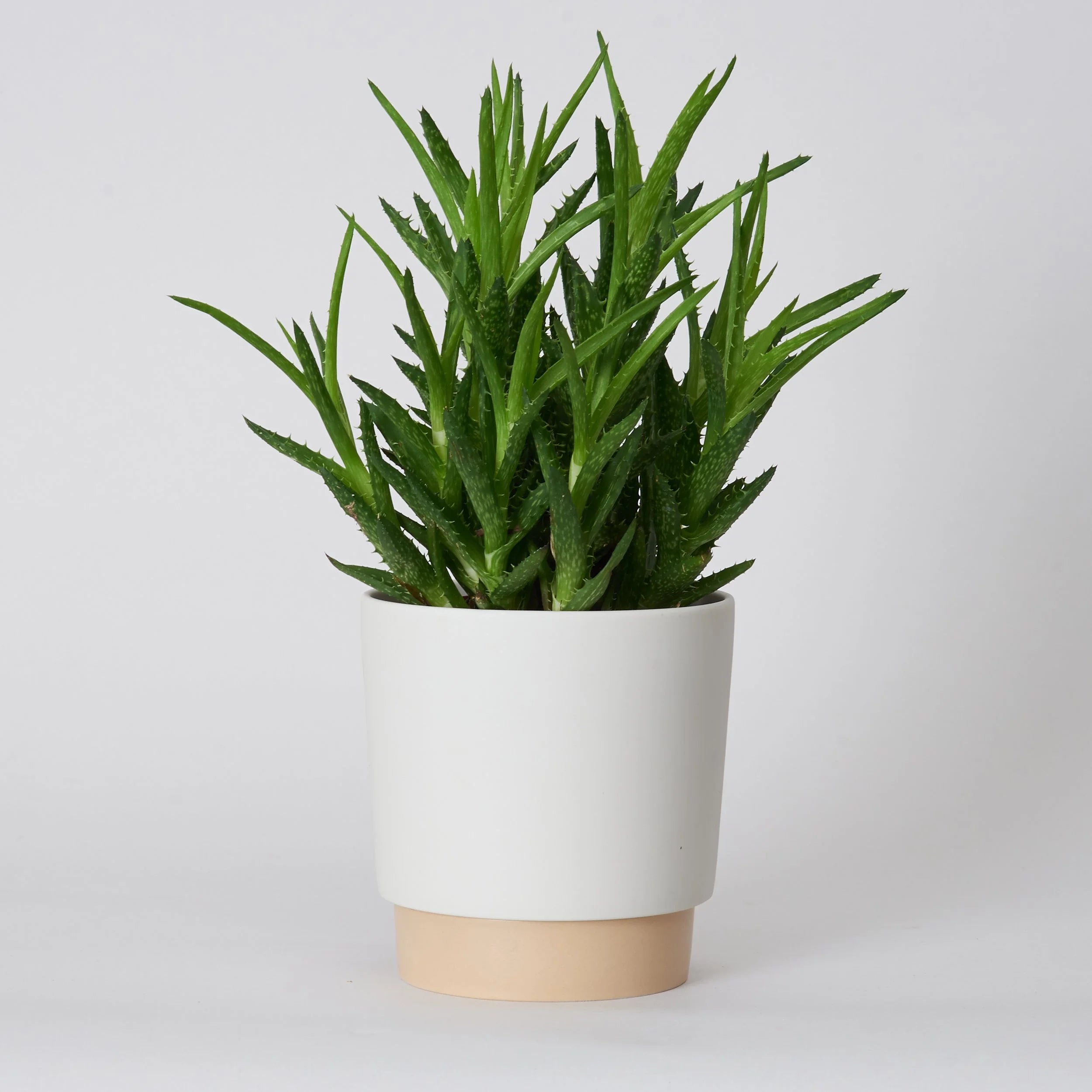 ground_grip Übertopf Beige M-Shinzangama Yamatsu-Tokoro