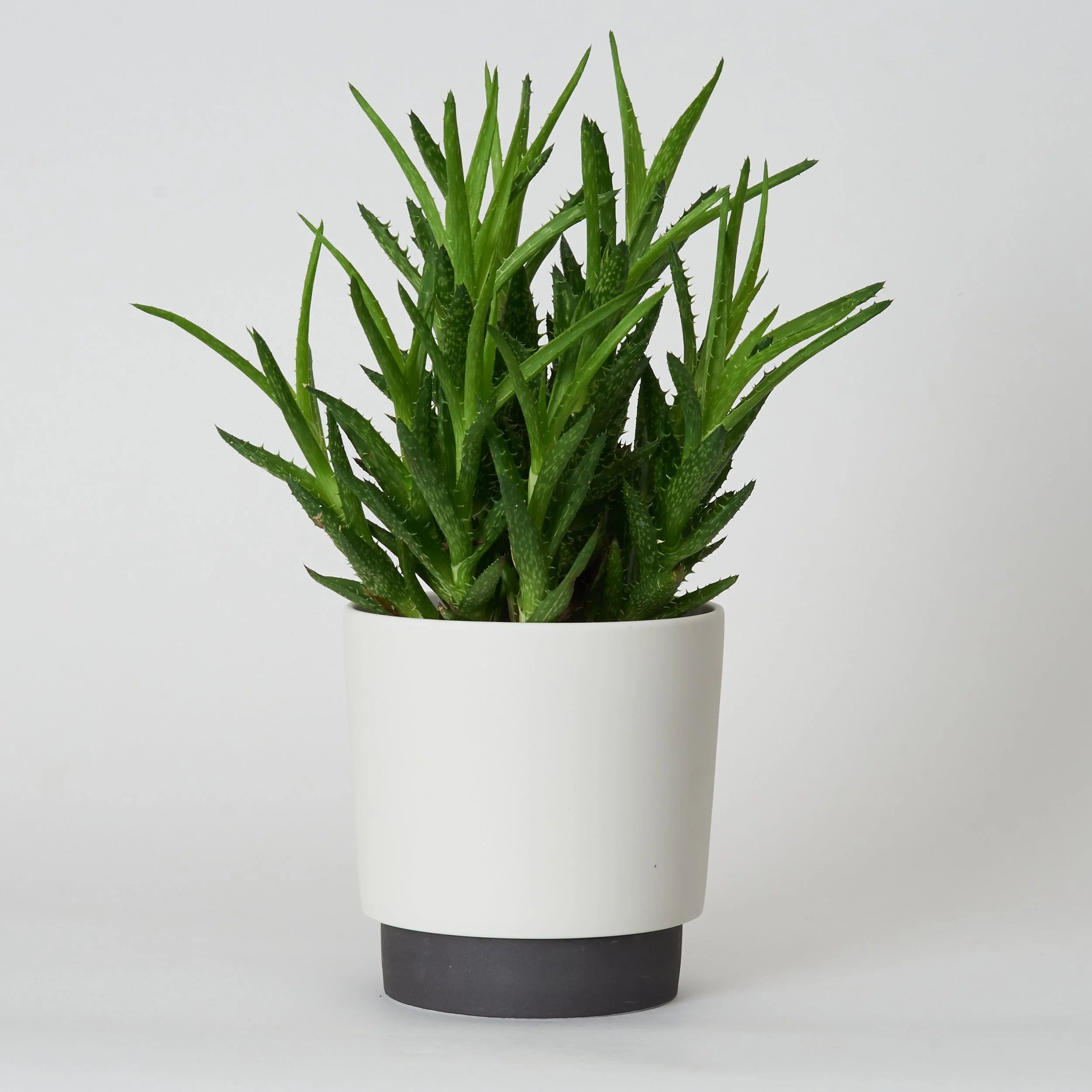 ground_grip Übertopf Schwarz M-Shinzangama Yamatsu-Tokoro