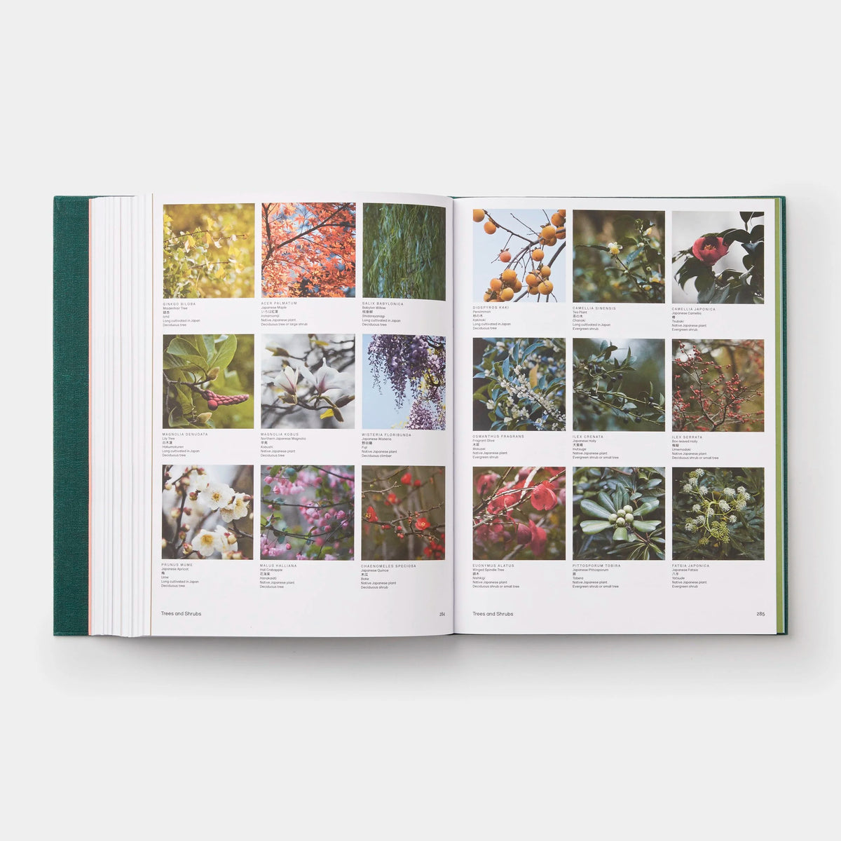 The Japanese Garden | Sophie Walker-Phaidon-Tokoro