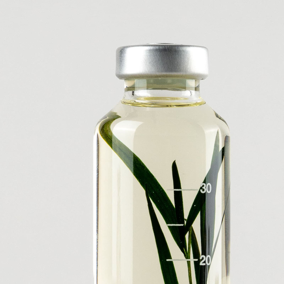 Bottle Plant - Melaleuca alternifolia| Slow Pharmacy