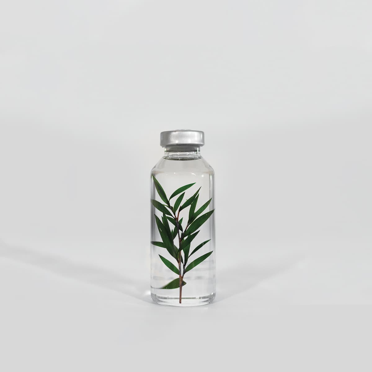Bottle Plant - Melaleuca alternifolia| Slow Pharmacy