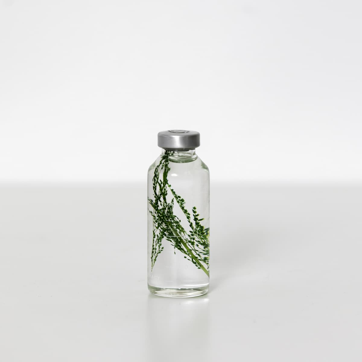 Bottle Plant - Peacock Grass | Slow Pharmacy