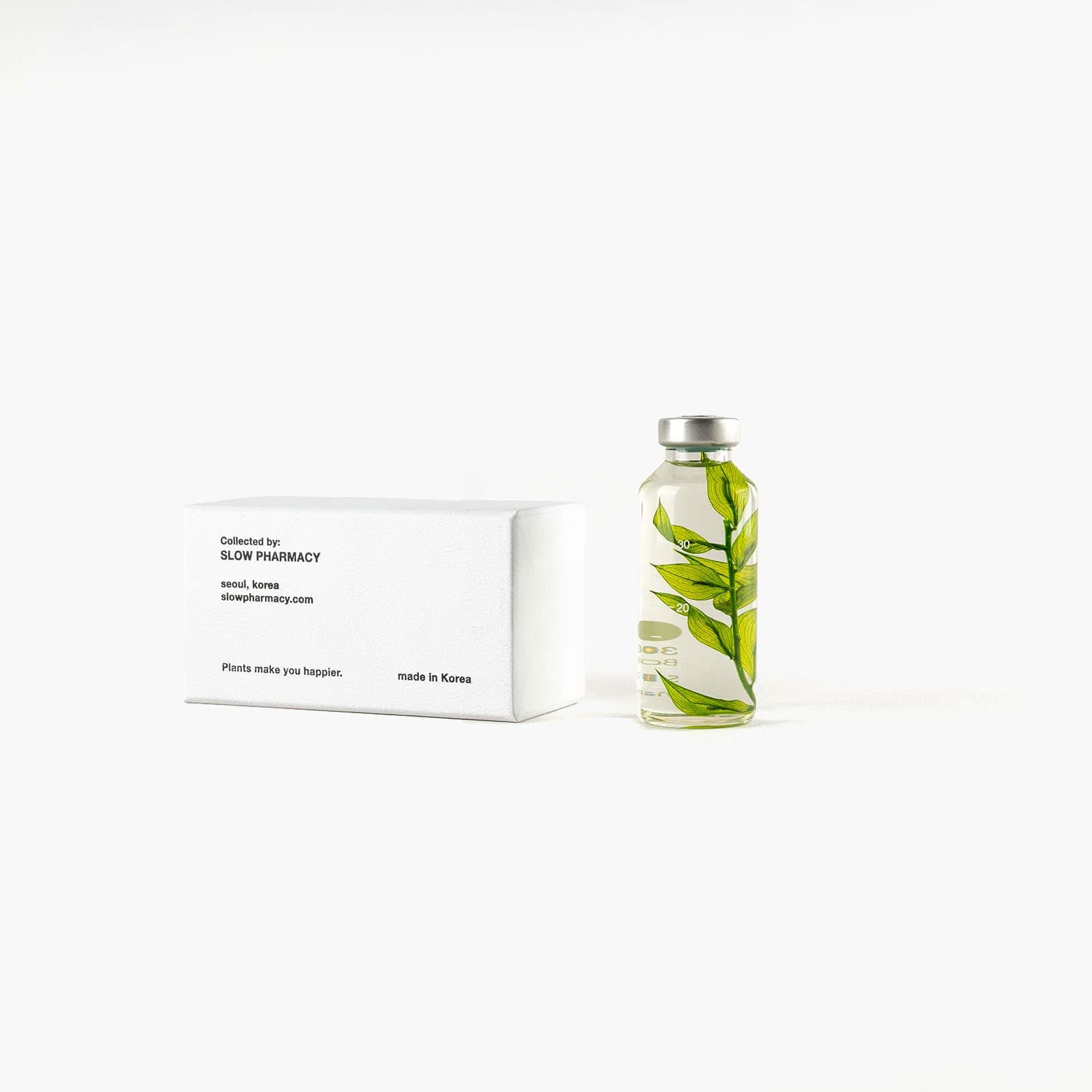 Bottle Plant - Ruscus Aculeatus | Slow Pharmacy