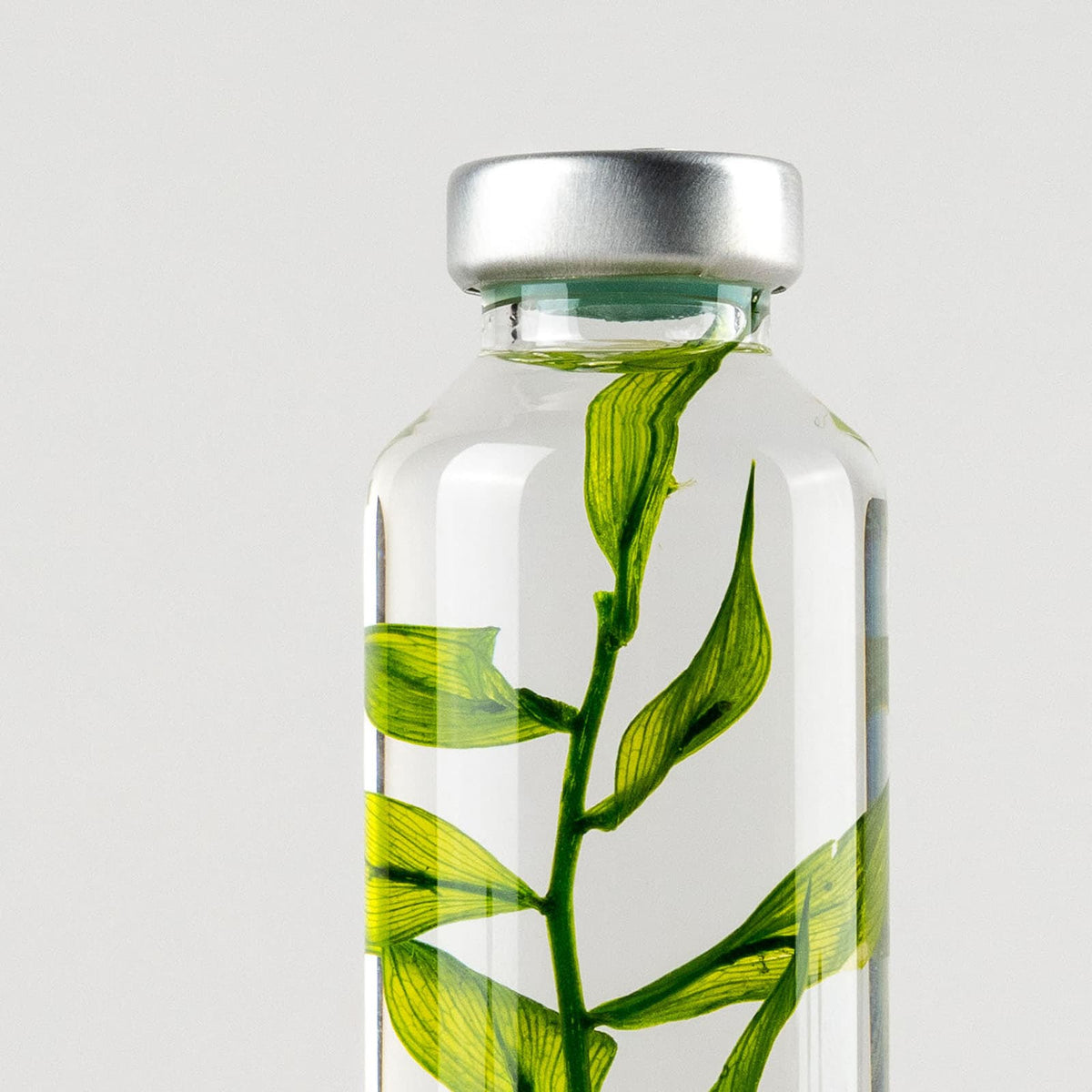 Bottle Plant - Ruscus Aculeatus | Slow Pharmacy