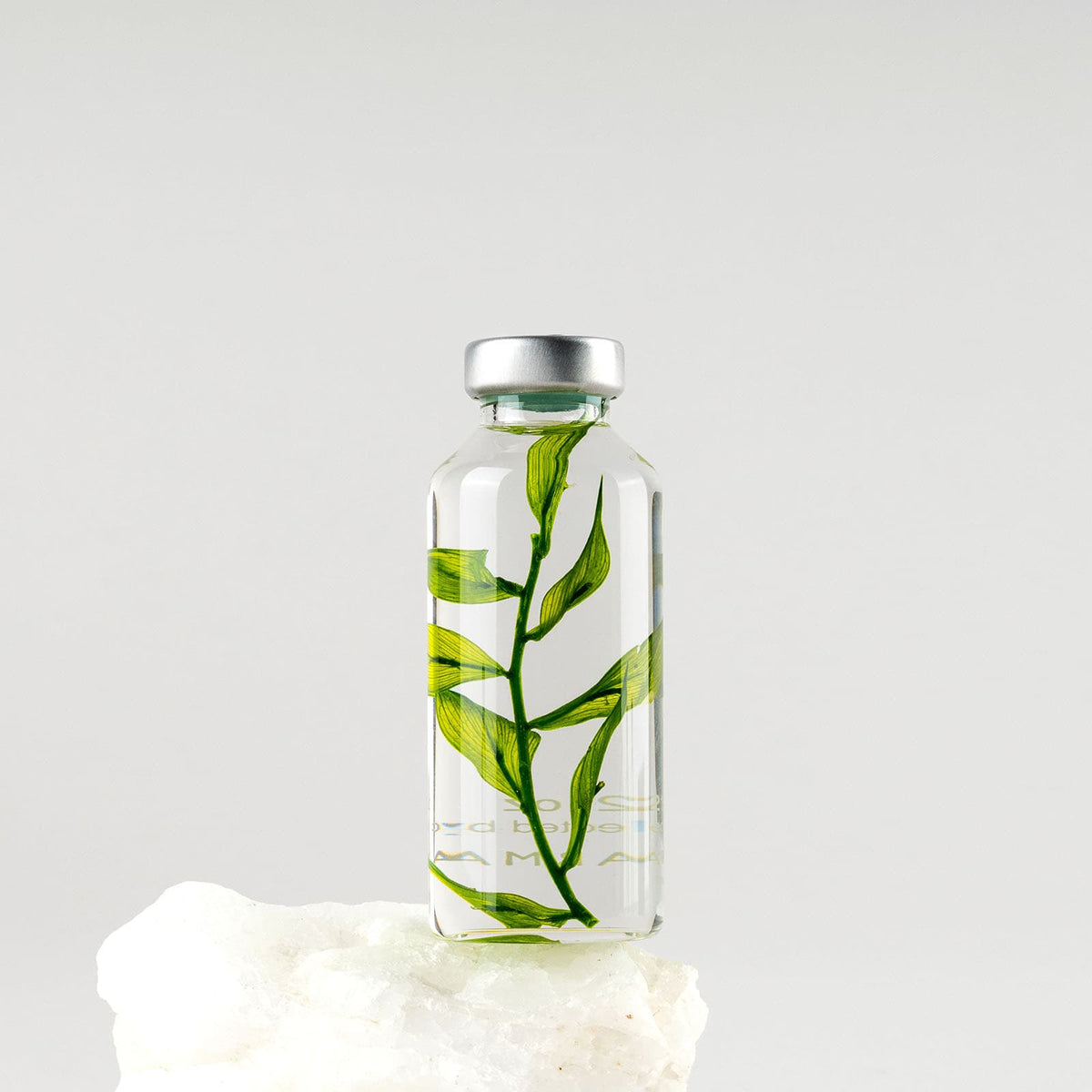Bottle Plant - Ruscus Aculeatus | Slow Pharmacy
