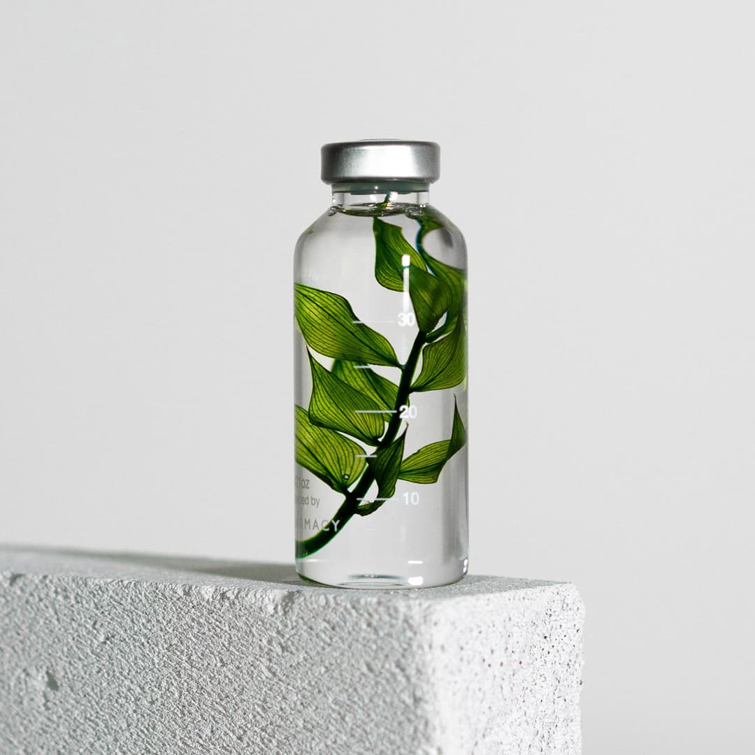 Bottle Plant - Ruscus Aculeatus | Slow Pharmacy