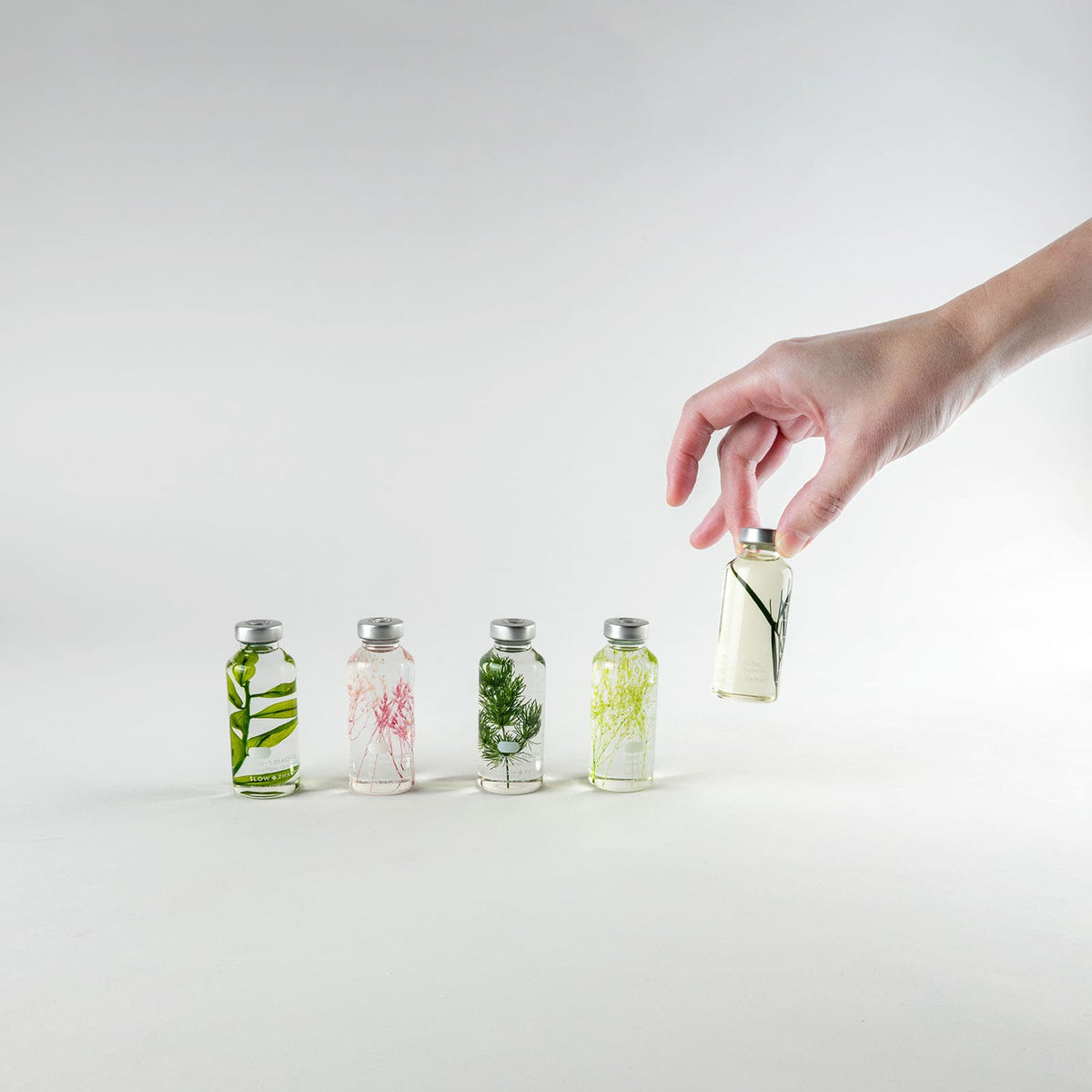 Bottle Plant - Ruscus Aculeatus | Slow Pharmacy